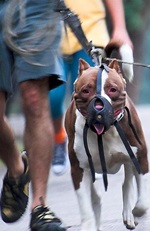 Image of a leashed and muzzled dog