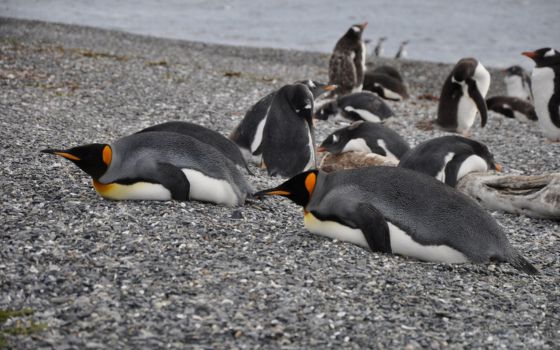 Derecho animal en Argentina, photo of a group of penguins 
