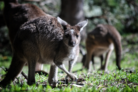 kangaroo on grass 