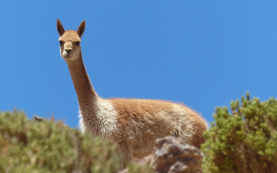 Derecho animal en Bolivia, picture of a vicuna