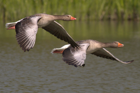 geese flying on lake 