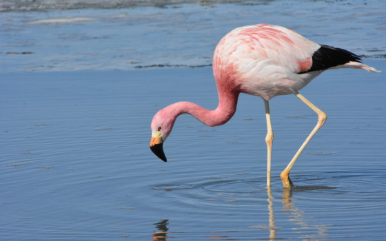 Flamingo on water
