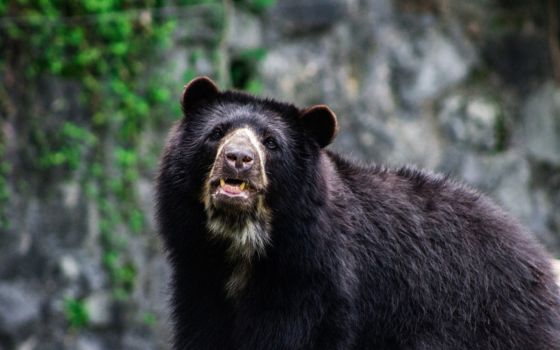 Derecho animal en Colombia, photo of an Andean bear