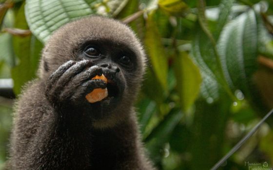 Derecho animal en Ecuador, picture of a Woolly monkey eating