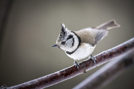 Small grey and white bird 