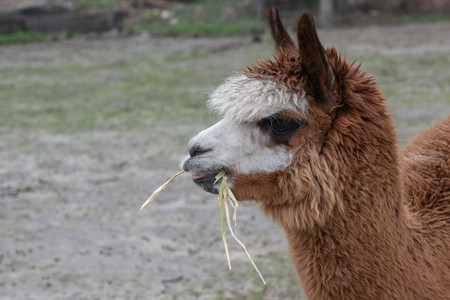 alpaca eating grass