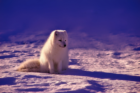 White fox