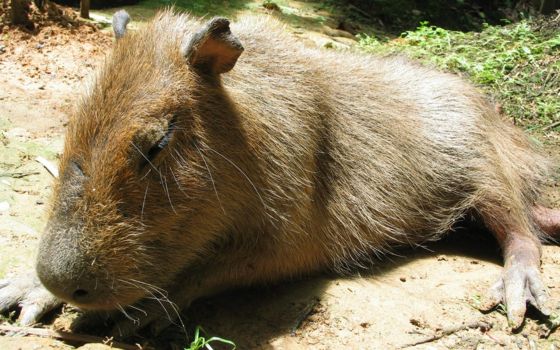 Derecho animal en Peru, picture of a Capibara sleeping