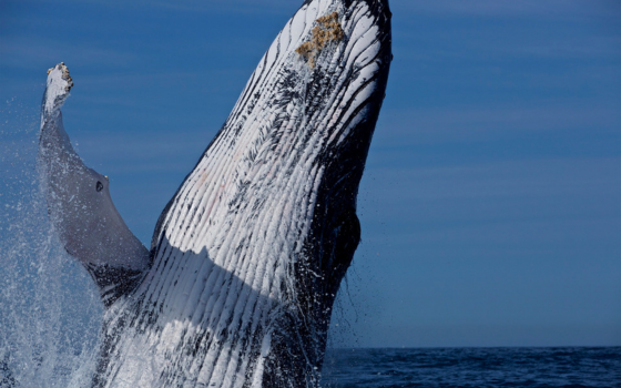 Derecho animal en Mexico, picture of a whale