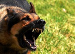 Image of a dog barking