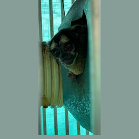 A night monkey in a soiled cage looking out from plastic hideout 