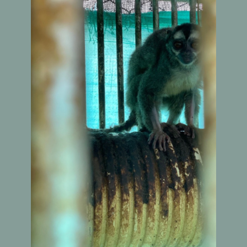 Night monkey used in malaria research perched on top of a corrugated pipe nest soiled with feces. The monkey appears to be missing forearm and tail hair 
