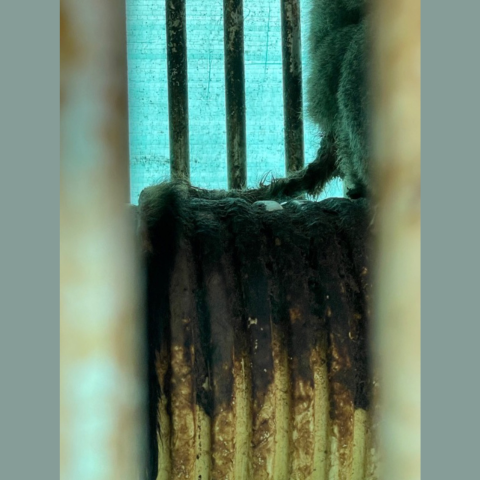 Close up of a night monkey's dirty and hairless tail. 