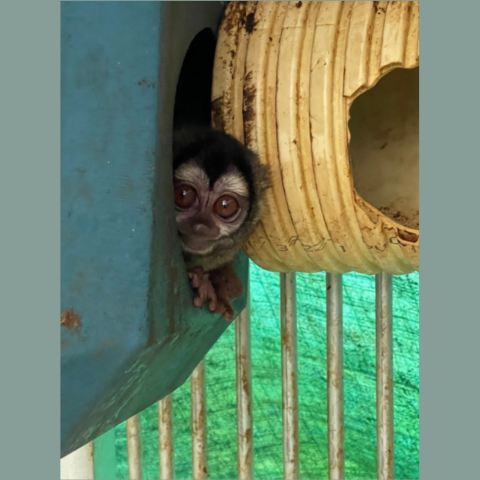 Night monkey poking out of a soiled hideout