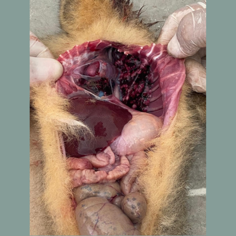 A night monkey's corpse after necropsy 