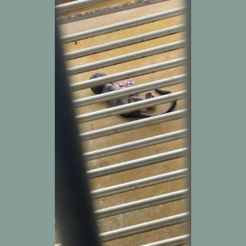 Dead baby night monkey lies in a tray meant for collecting feces from a cage