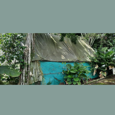 Building at Fundación Centro de Primates (FUCEP) housing night monkeys.  The structure is built of chain-link fence, covered with construction mesh and plastic sheets, restricting airflow