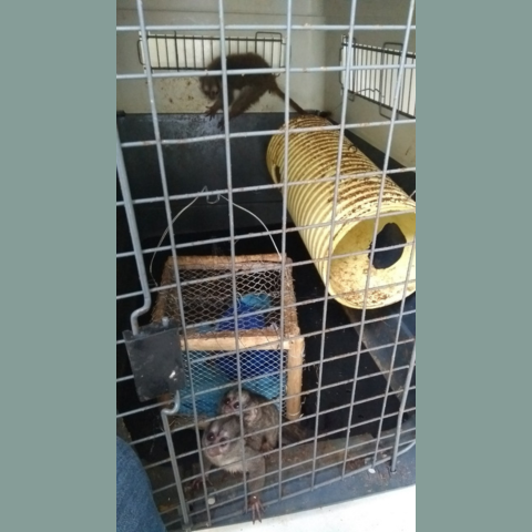 Three night monkeys used in malaria research housed in a small dirty cage 